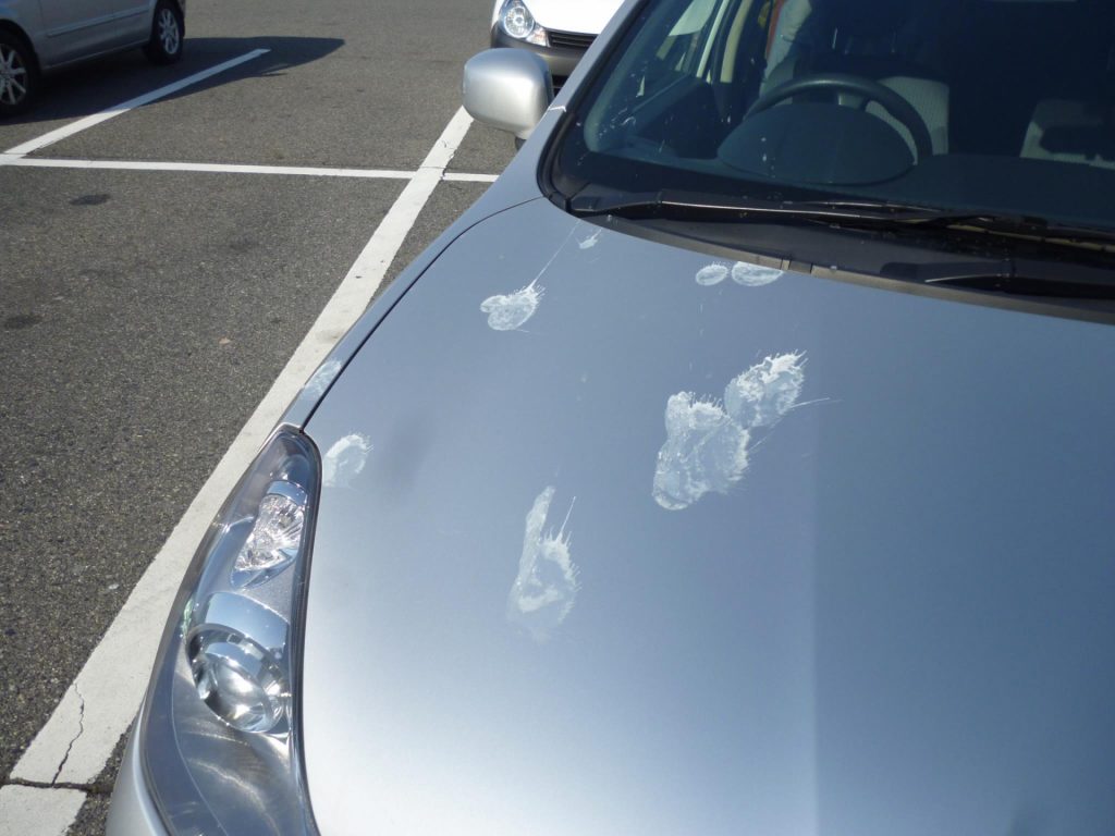 鳥のフンのついた車